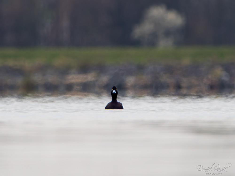Chochlačka vrkočatá