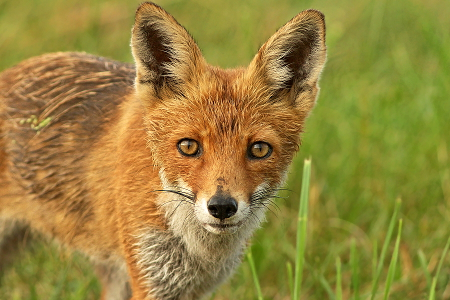 Vulpes vulpes