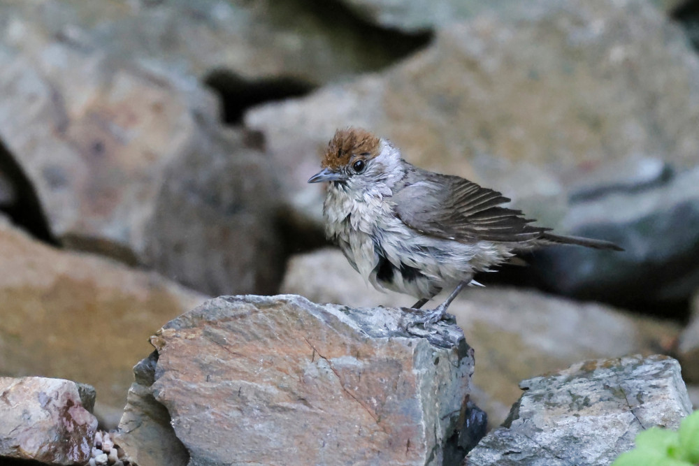 Penica čiernohlavá-Sylvia atricapilla, Samička mláďa