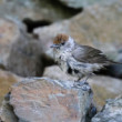 Penica čiernohlavá-Sylvia atricapilla, Samička mláďa