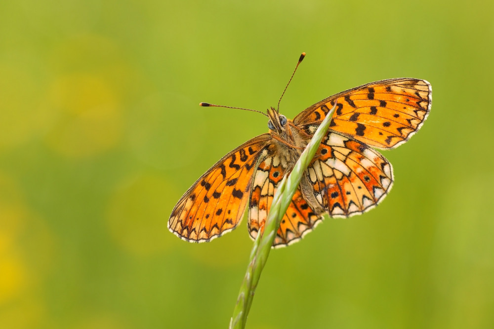 Boloria selene (perlovec dvanásťškvrnný)