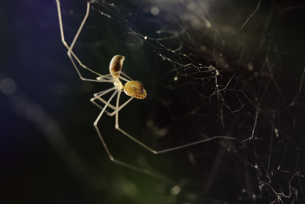 Pholcus phalangioides