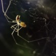 Pholcus phalangioides