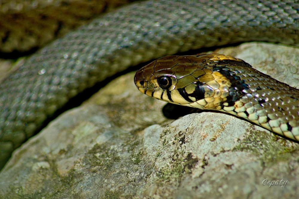 Užovka obojková