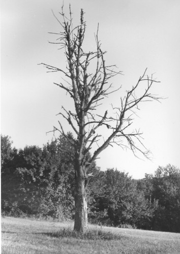 Suchý