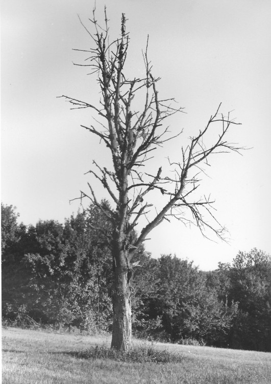 Suchý