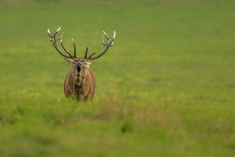 Jelen lesní (Cervus elaphus)