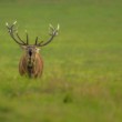 Jelen lesní (Cervus elaphus)