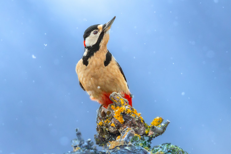 Ďateľ veľký, Great spotted woodpecker (Dendrocopos major)