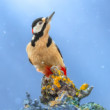 Ďateľ veľký, Great spotted woodpecker (Dendrocopos major)