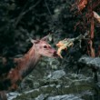 Bambi a kvietok