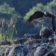 Milvus migrans