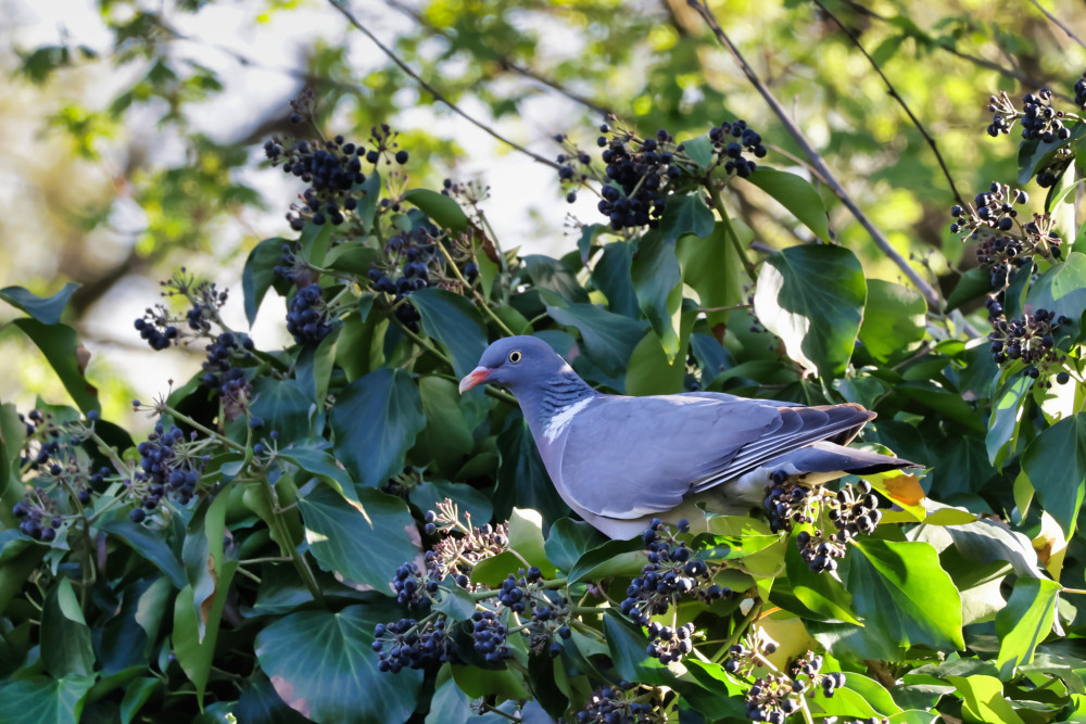 Holub hrivnák-Columba palumbus