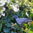 Holub hrivnák-Columba palumbus