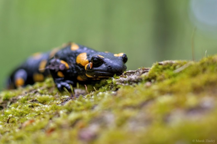 salamandra :)