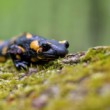 salamandra :)