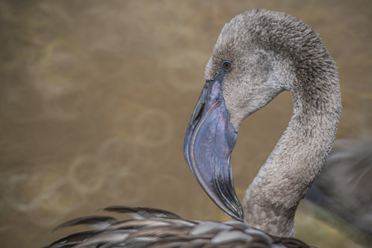 Plameniak ružový (Phoenicopterus roseus)