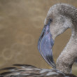 Plameniak ružový (Phoenicopterus roseus)