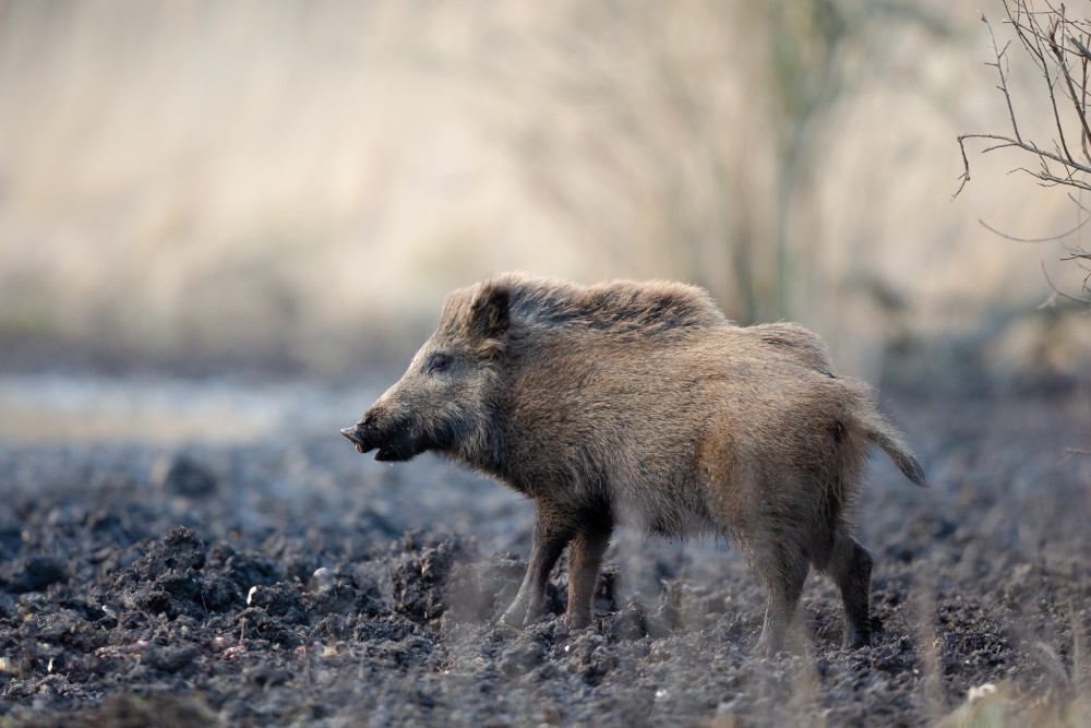 Diviak lesný (Sus scrofa)