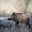 Diviak lesný (Sus scrofa)