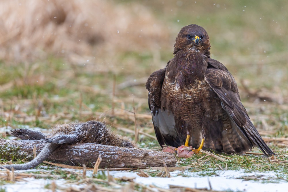 myšiak hôrny, The common buzzard (Buteo buteo)