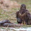 myšiak hôrny, The common buzzard (Buteo buteo)