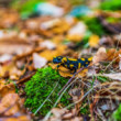 Salamandra