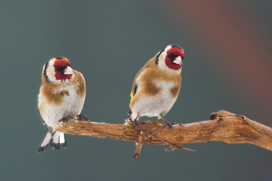 Carduelis carduelis