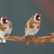 Carduelis carduelis