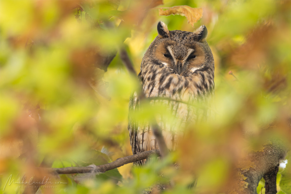 Asio otus (myšiarka ušatá)