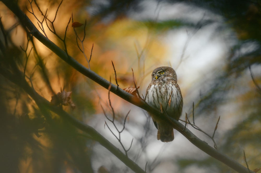 Kuvičok vrabčí (Glaucidium passerinum)