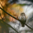 Kuvičok vrabčí (Glaucidium passerinum)