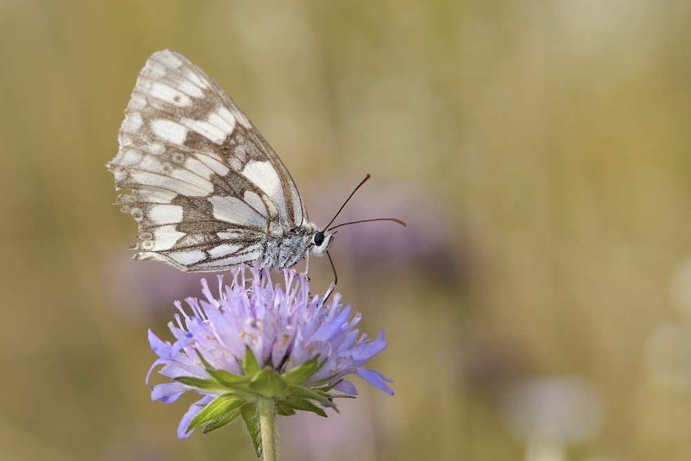 Melanargia galathea