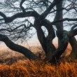 Uncultivated