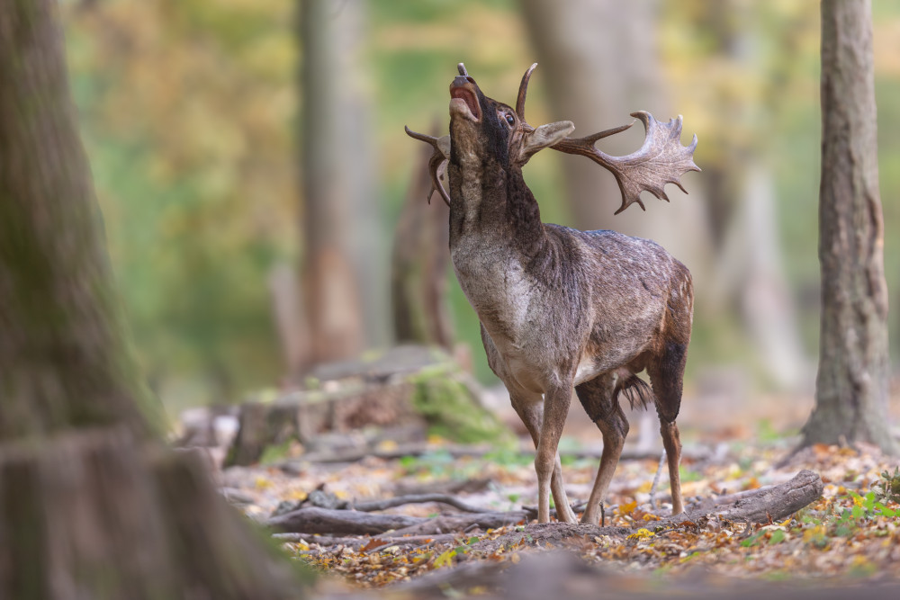 daniel škvrnitý, Fallow deer (Dama dama)