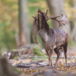 daniel škvrnitý, Fallow deer (Dama dama)