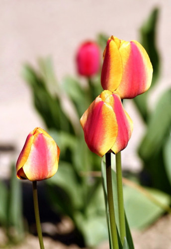 tulipány