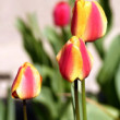 tulipány