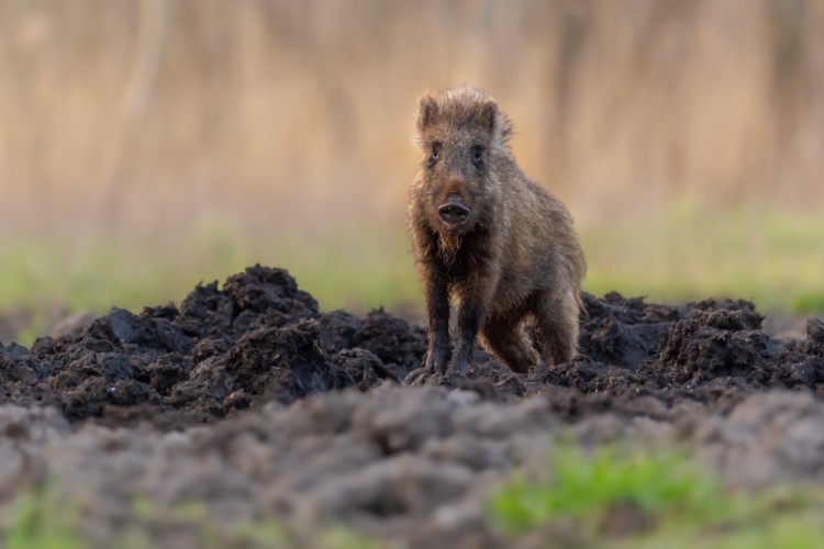 Diviak lesný, The wild boar (Sus scrofa)