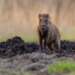 Diviak lesný, The wild boar (Sus scrofa)
