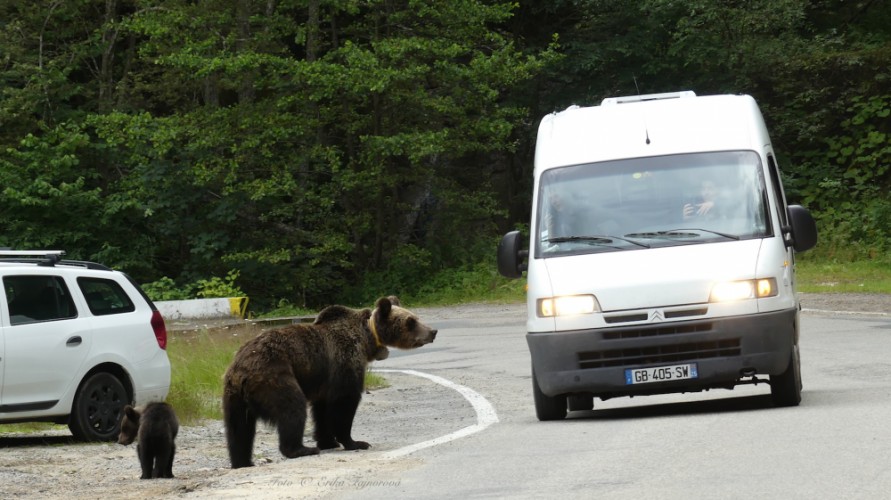 Nečakané safari