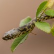 Užovka fŕkaná (Natrix tessellata)