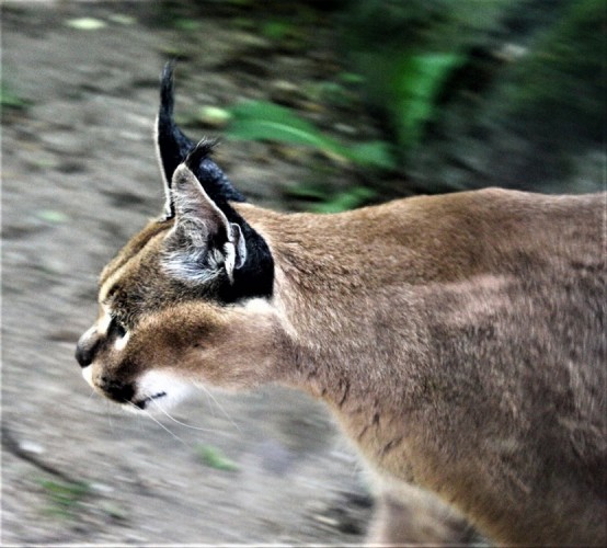 Rys ostrovid (Lynx Lynx) 1