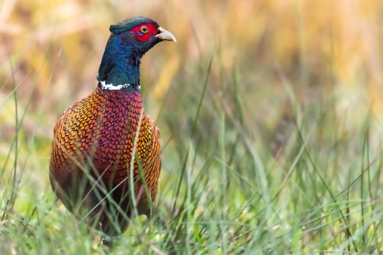 bažant obyčajný, The common pheasant (Phasianus colchicus)