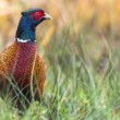 bažant obyčajný, The common pheasant (Phasianus colchicus)