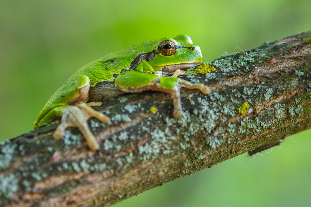 Rosnička zelená (Hyla arborea) - Galéria | Fotoma.sk