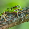 Rosnička zelená (Hyla arborea)