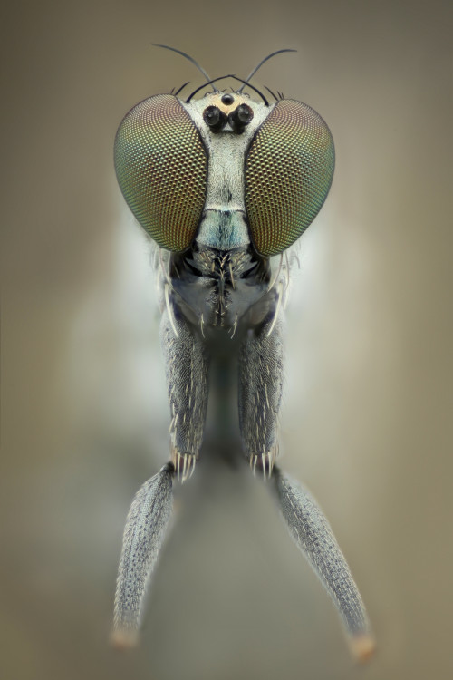 Dolichopodidae