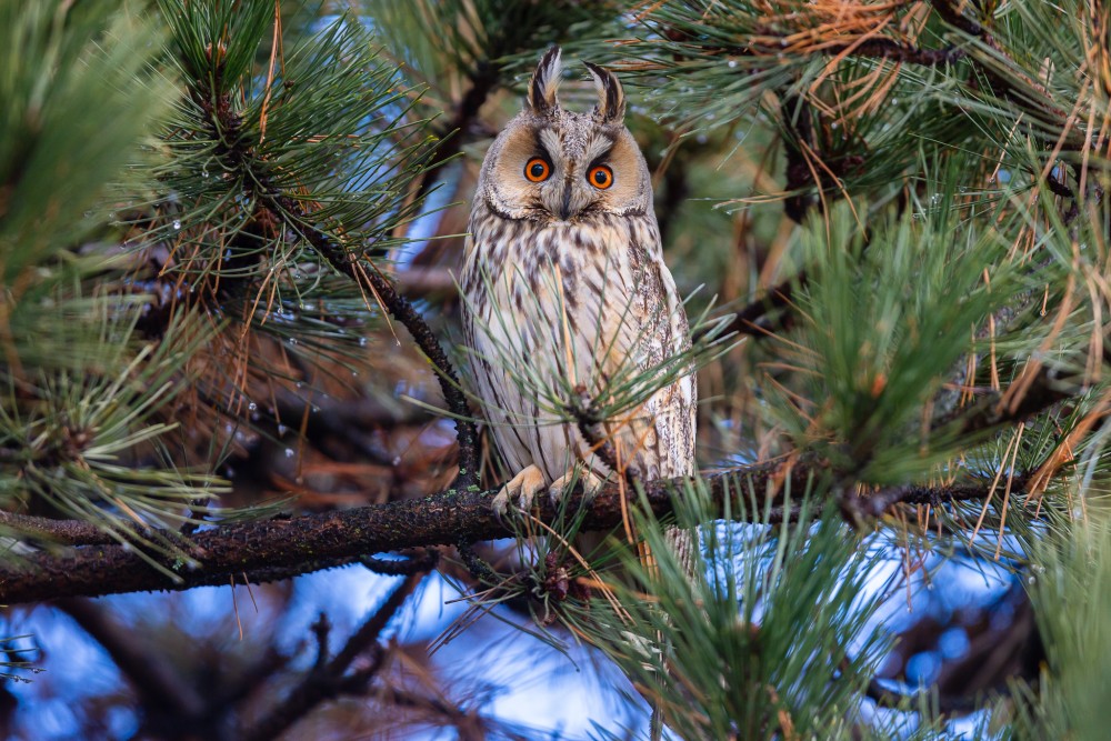 myšiarka ušatá, The long-eared owl (Asio otus)