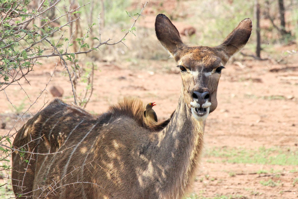 Kudu